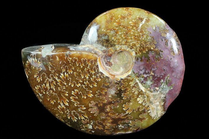 Bargain, Polished, Agatized Ammonite - Madagascar #75969